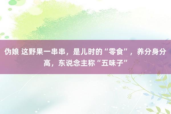 伪娘 这野果一串串，是儿时的“零食”，养分身分高，东说念主称“五味子”